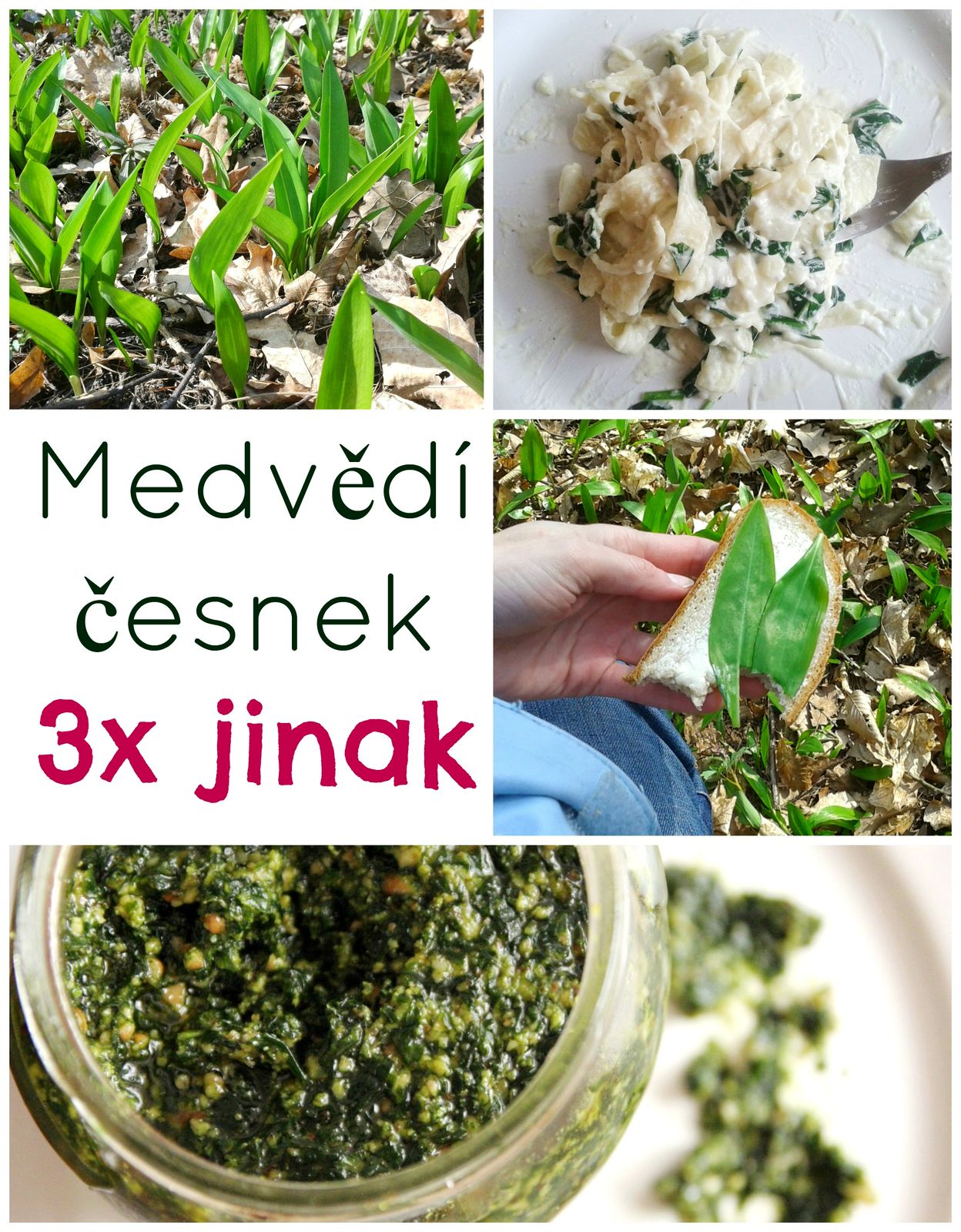 medvedi cesnek